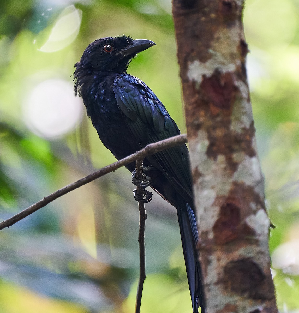 Greater Racket-tailed Drongo - ML259388501