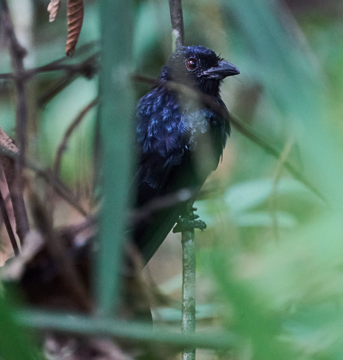 Greater Racket-tailed Drongo - ML259388531