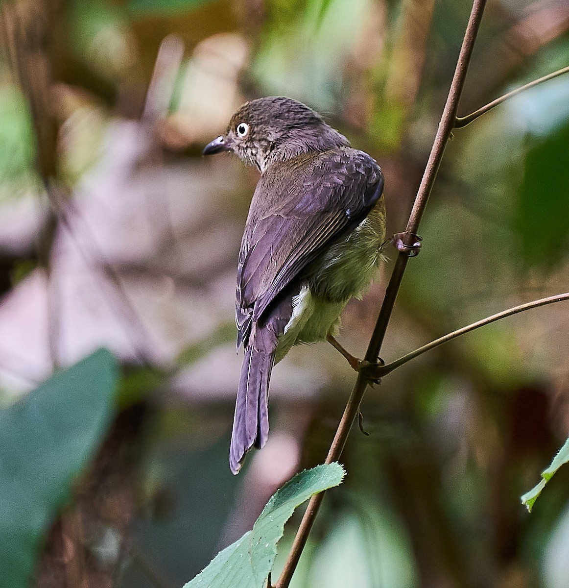 Cream-vented Bulbul - ML259388641