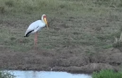 Yellow-billed Stork - ML259390841
