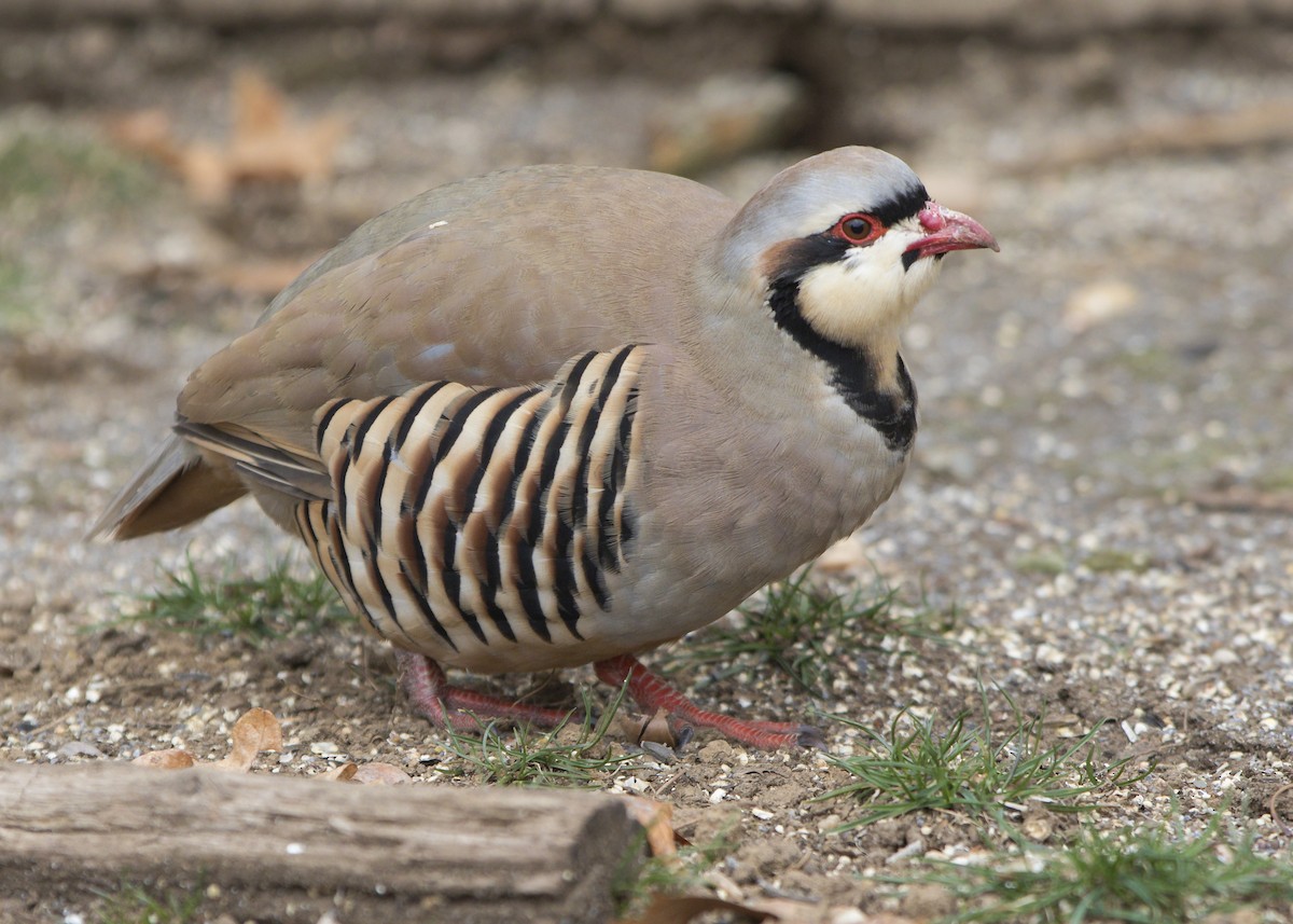 Chukar - ML25939141