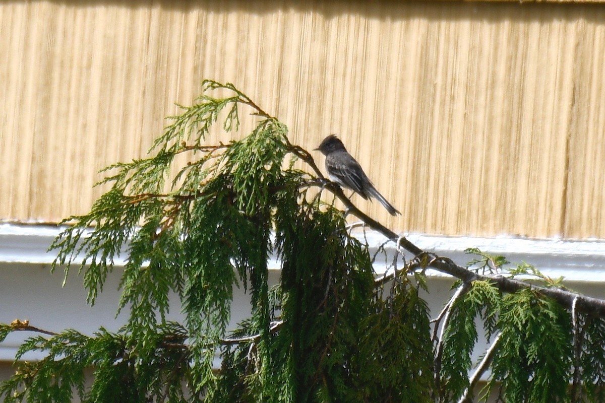 Black Phoebe - ML259391531