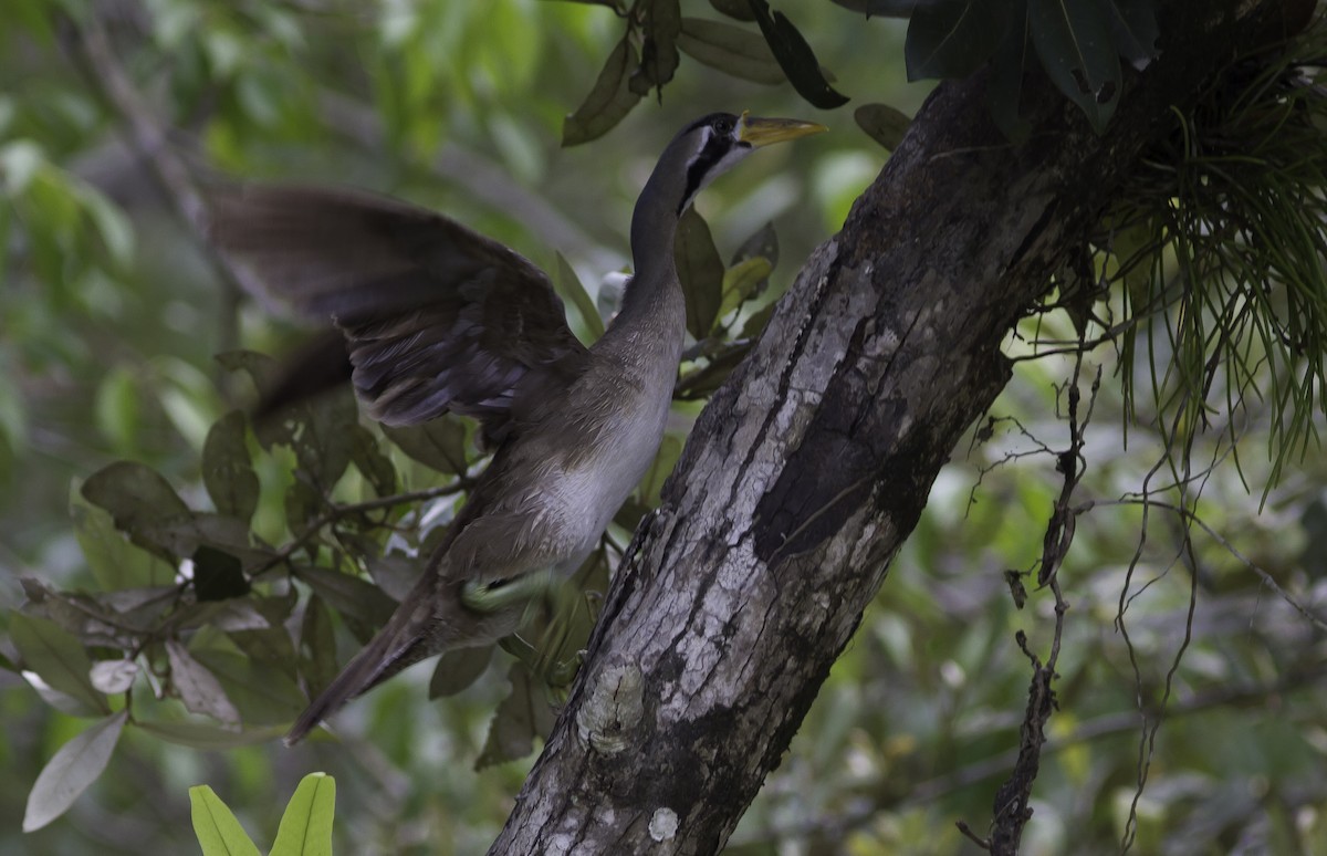 Masked Finfoot - Sayam U. Chowdhury