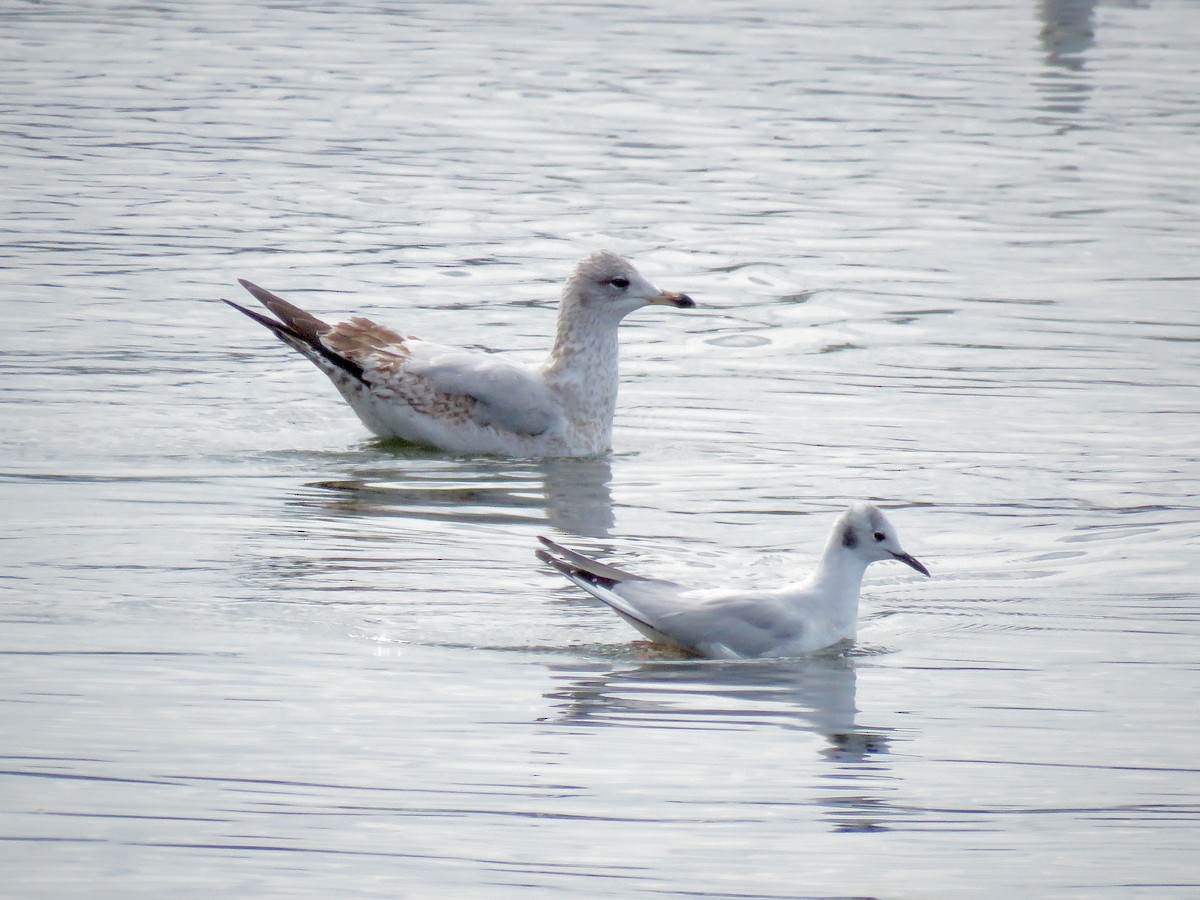 Bonaparte's Gull - ML25939311