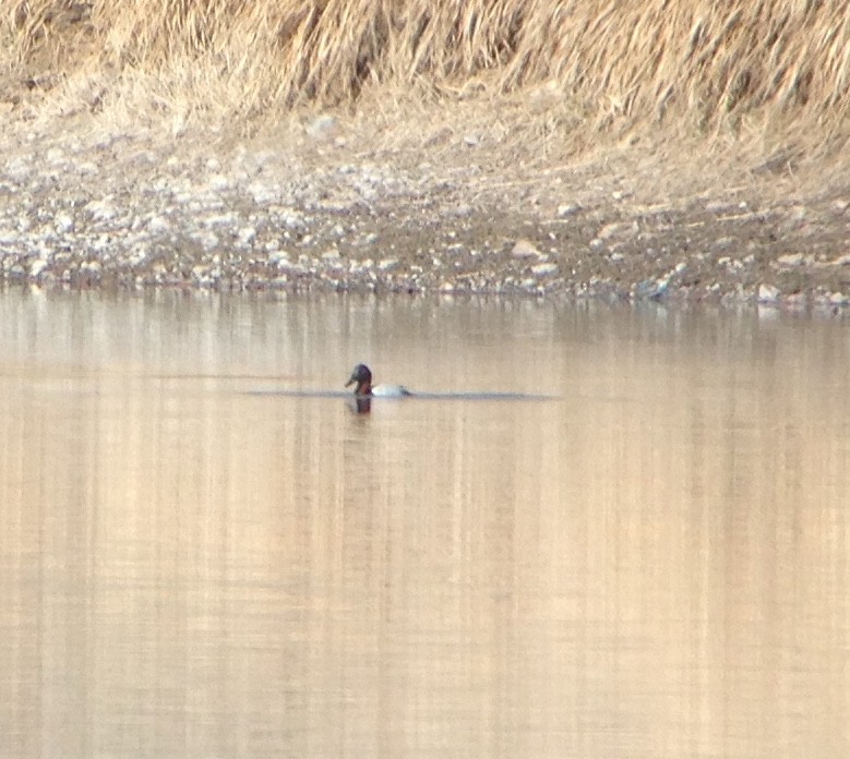 Canvasback - ML25939321