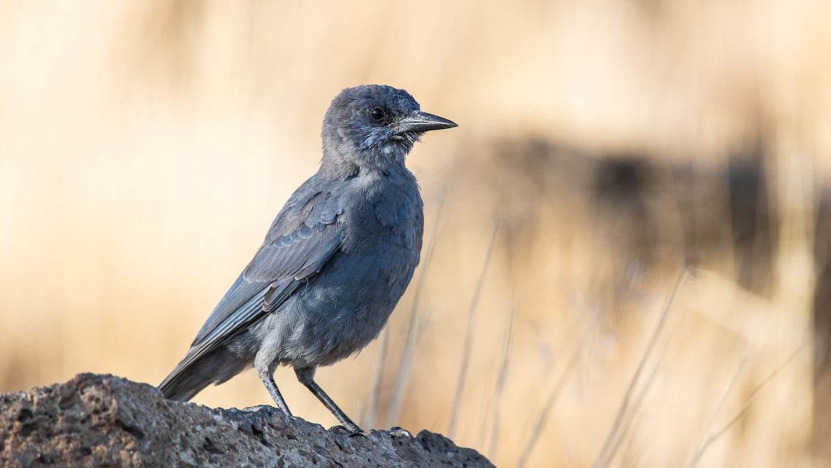 Pinyon Jay - ML259393811