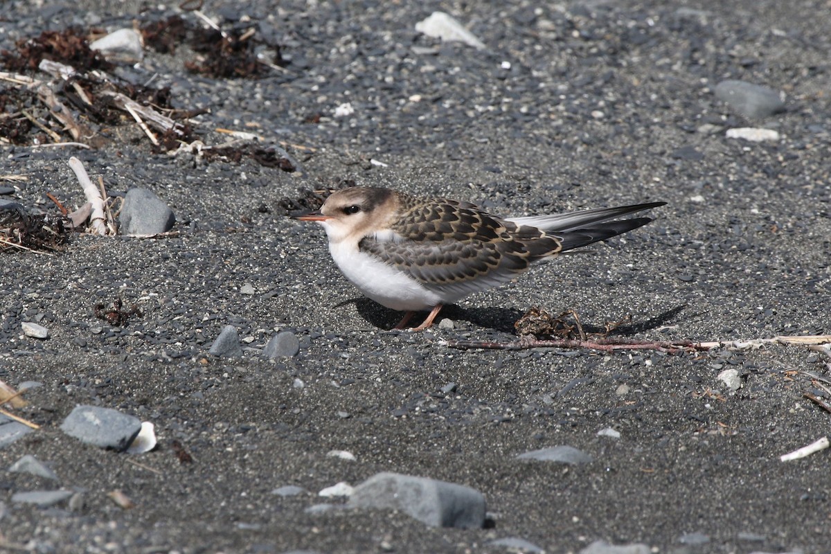 Aleutian Tern - Robin Corcoran