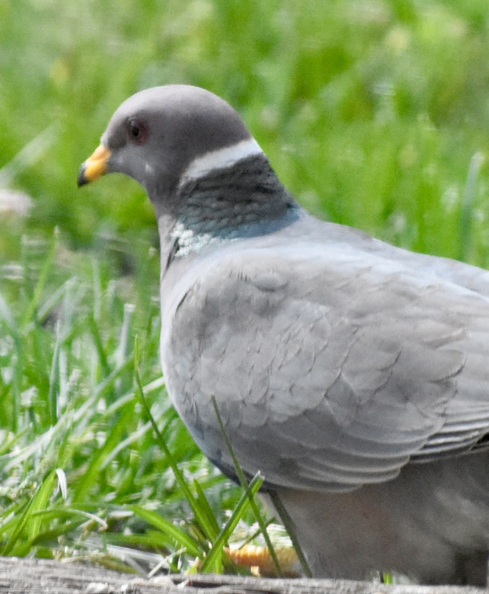 Band-tailed Pigeon - ML259396871