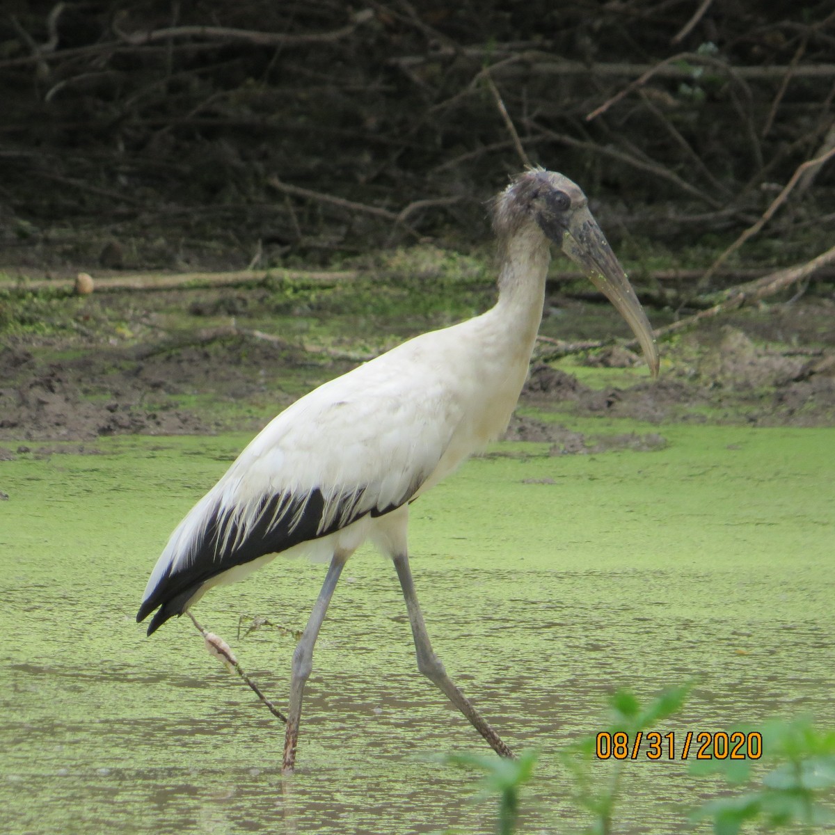 Wood Stork - ML259397721