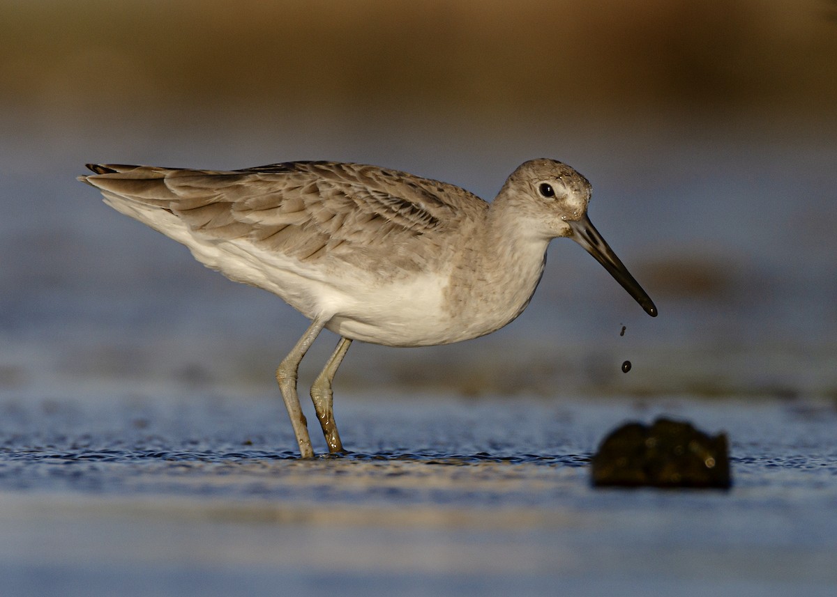 Willet - ML259399301