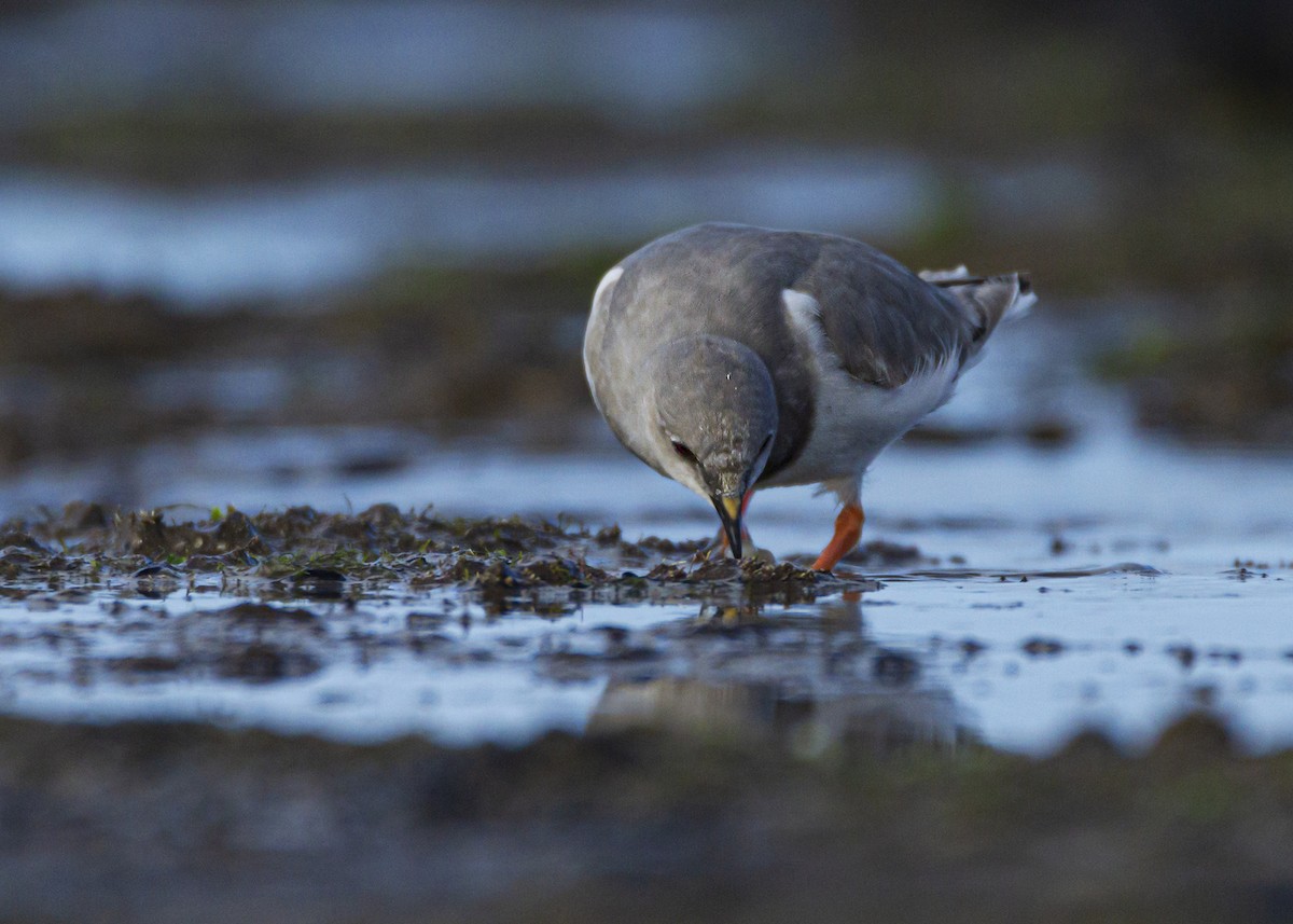 Magellanic Plover - Lautaro Astorino