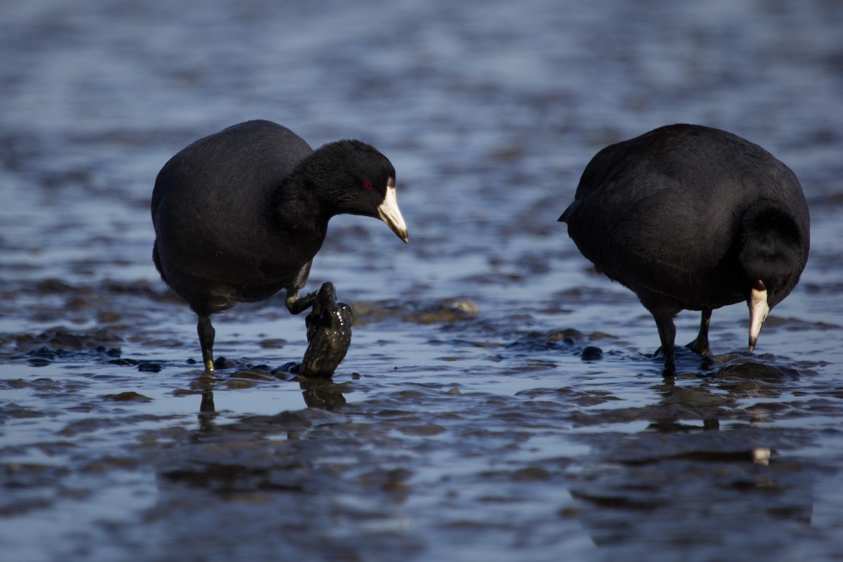 American Coot - Mike K.