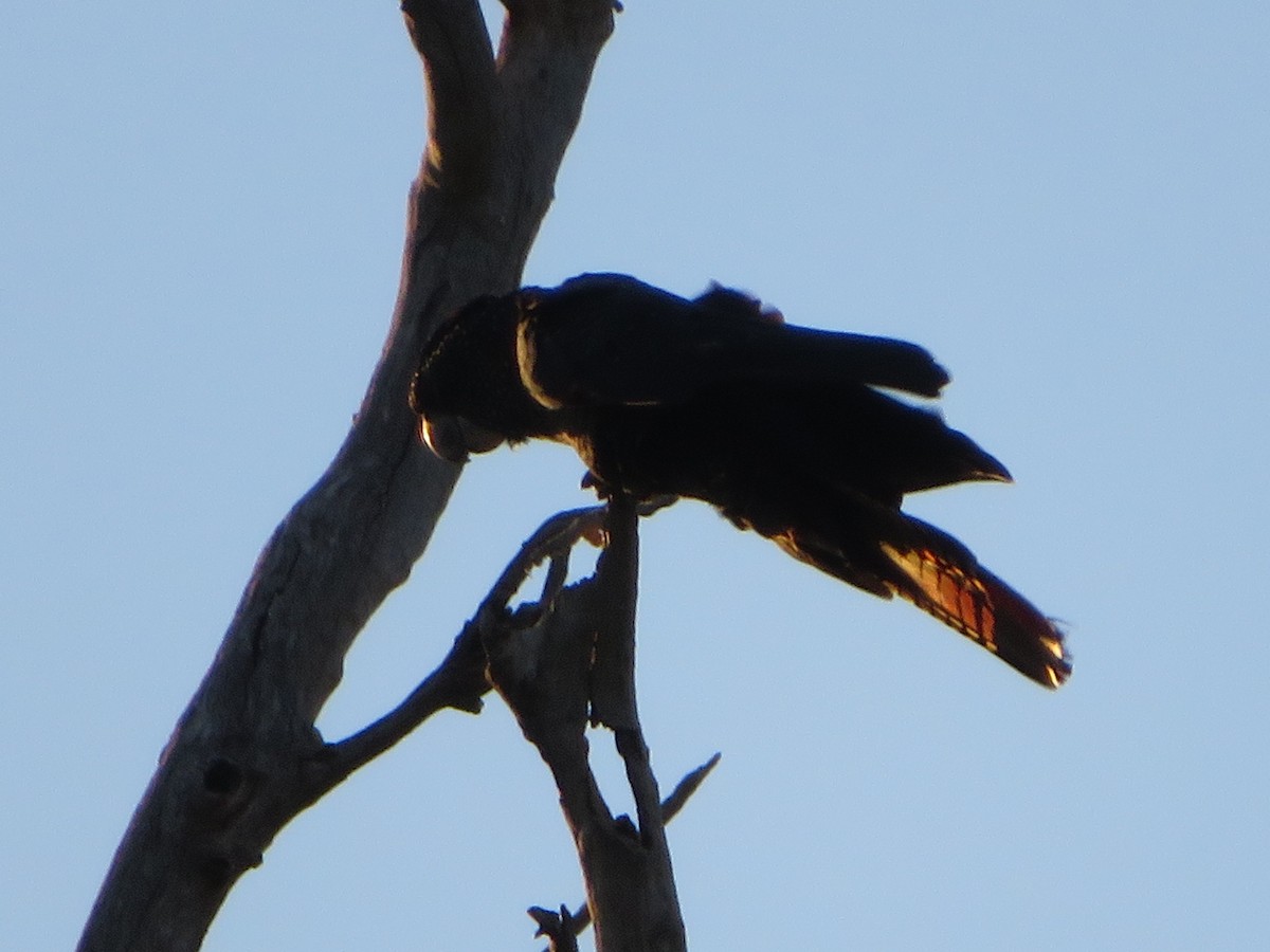 Red-tailed Black-Cockatoo - ML259404321