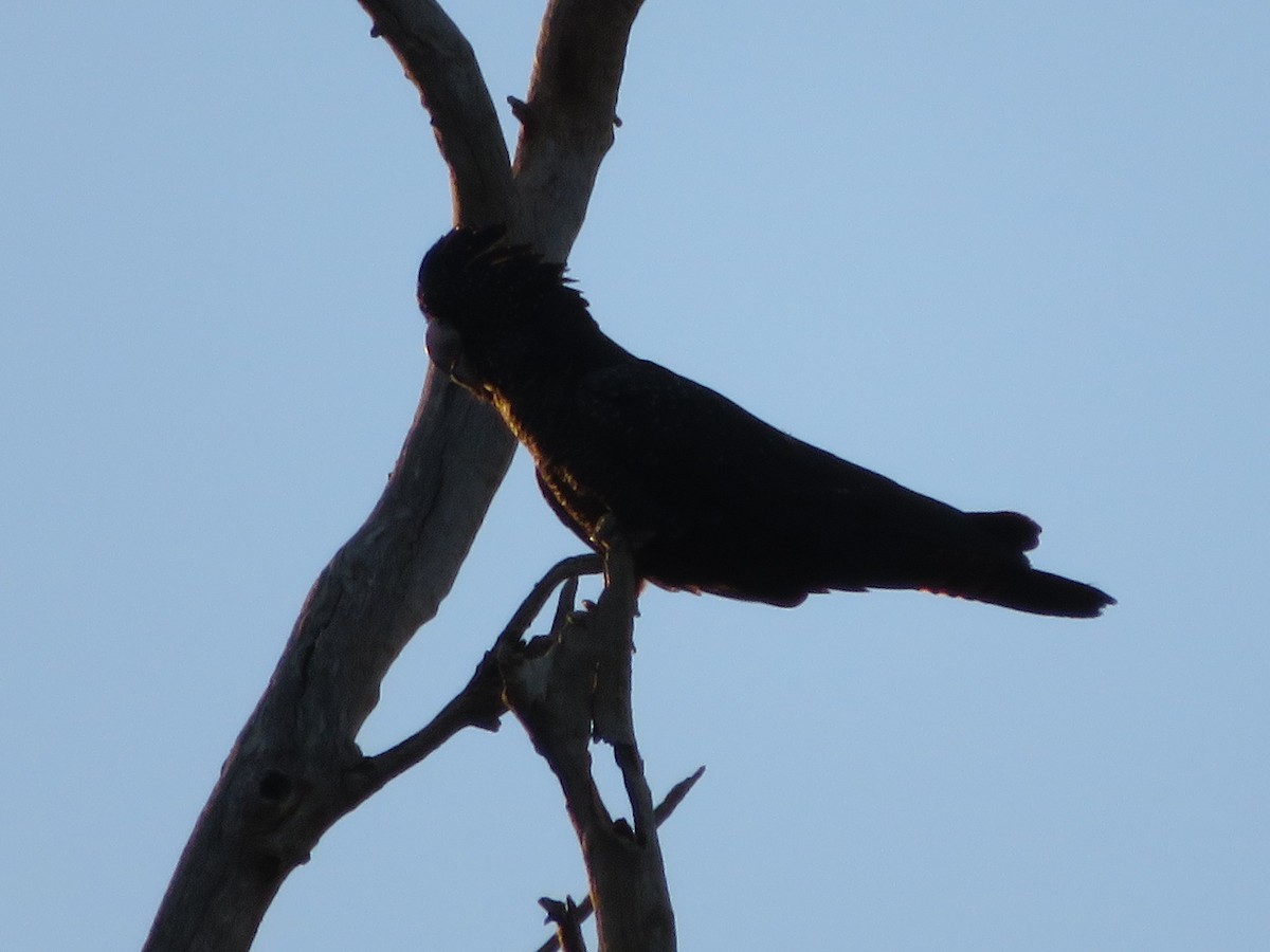 Red-tailed Black-Cockatoo - ML259404331
