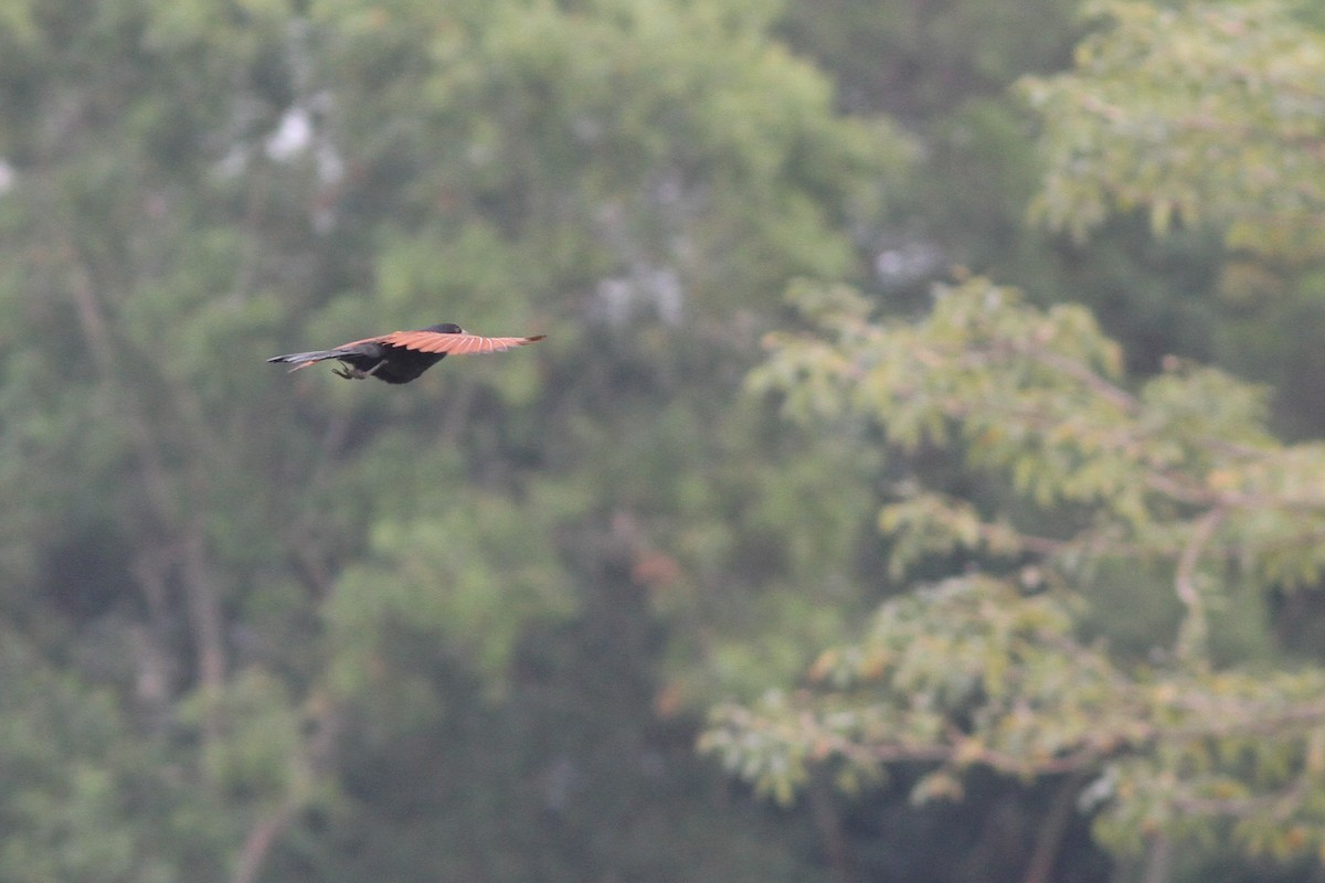 Greater Coucal - ML259404641