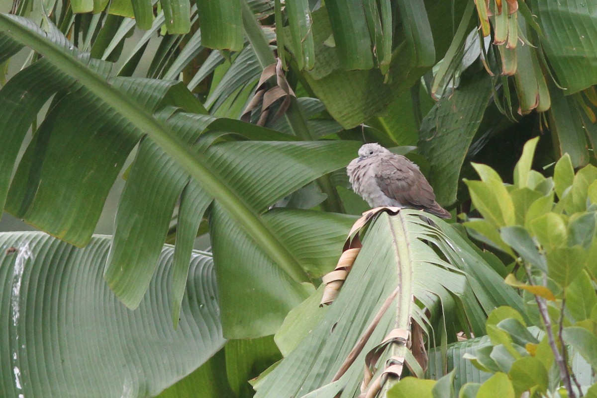 Red Collared-Dove - ML259405231