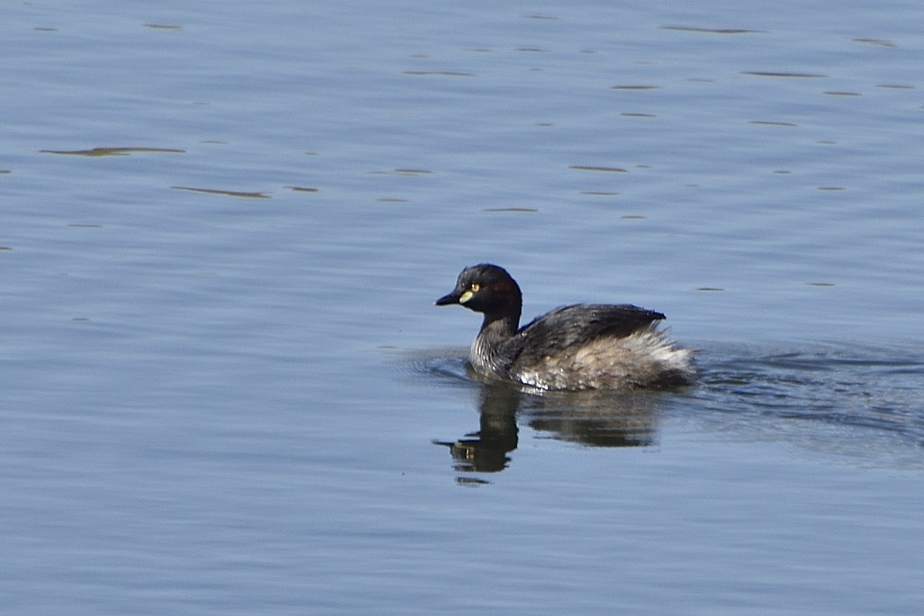 Australasian Grebe - ML259406401