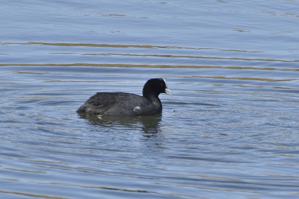 Eurasian Coot - ML259406411