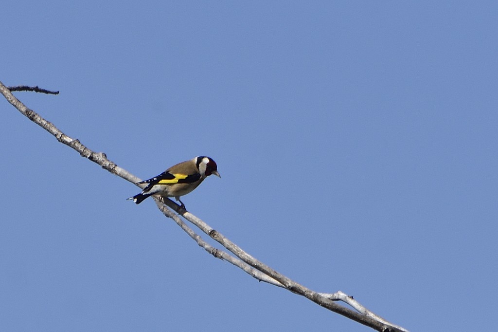 European Goldfinch - ML259406421