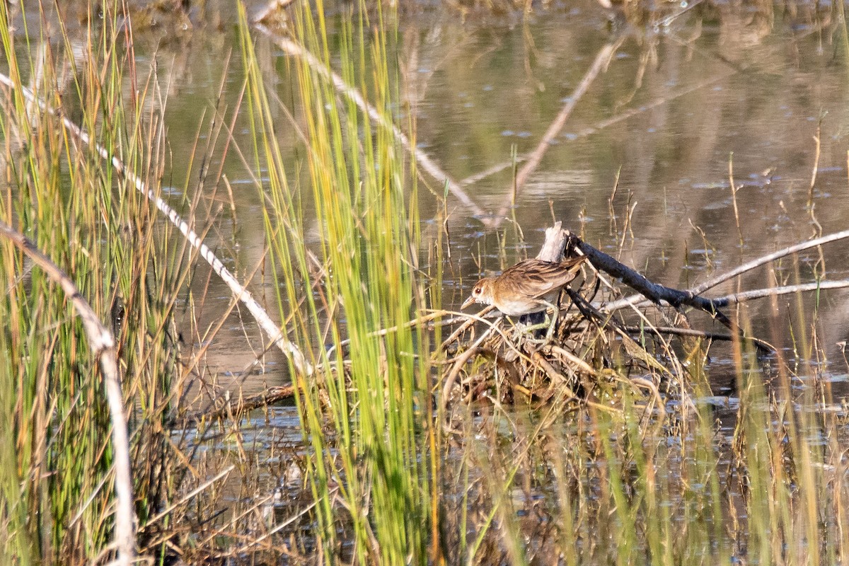 White-browed Crake - ML259406501