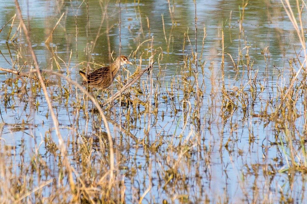 White-browed Crake - Steven Pratt