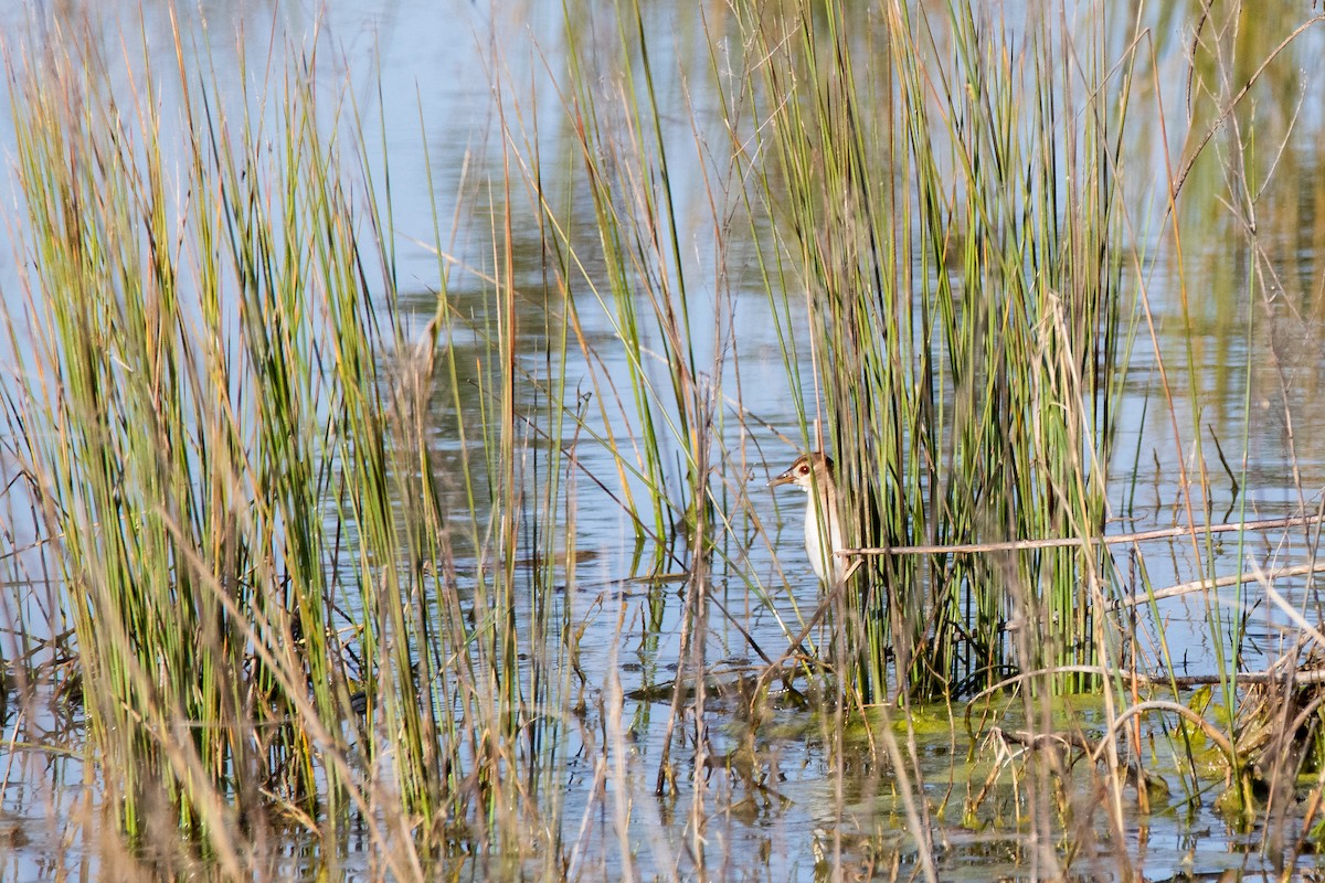 White-browed Crake - Steven Pratt