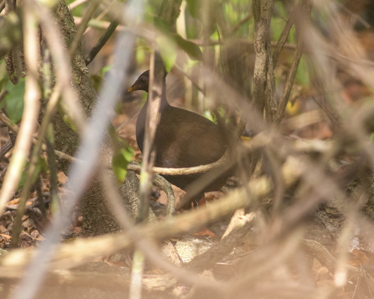 Orange-footed Megapode - ML259409061