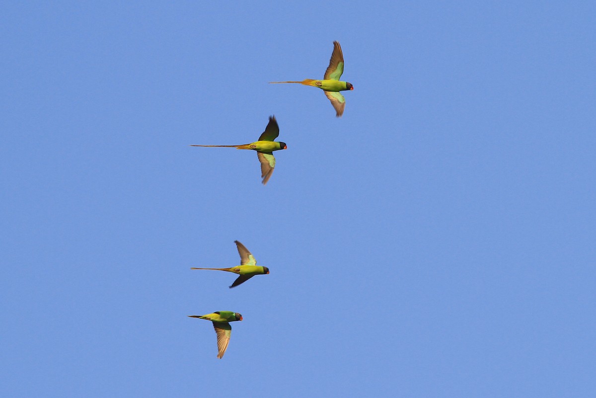 Gray-headed Parakeet - Sayam U. Chowdhury