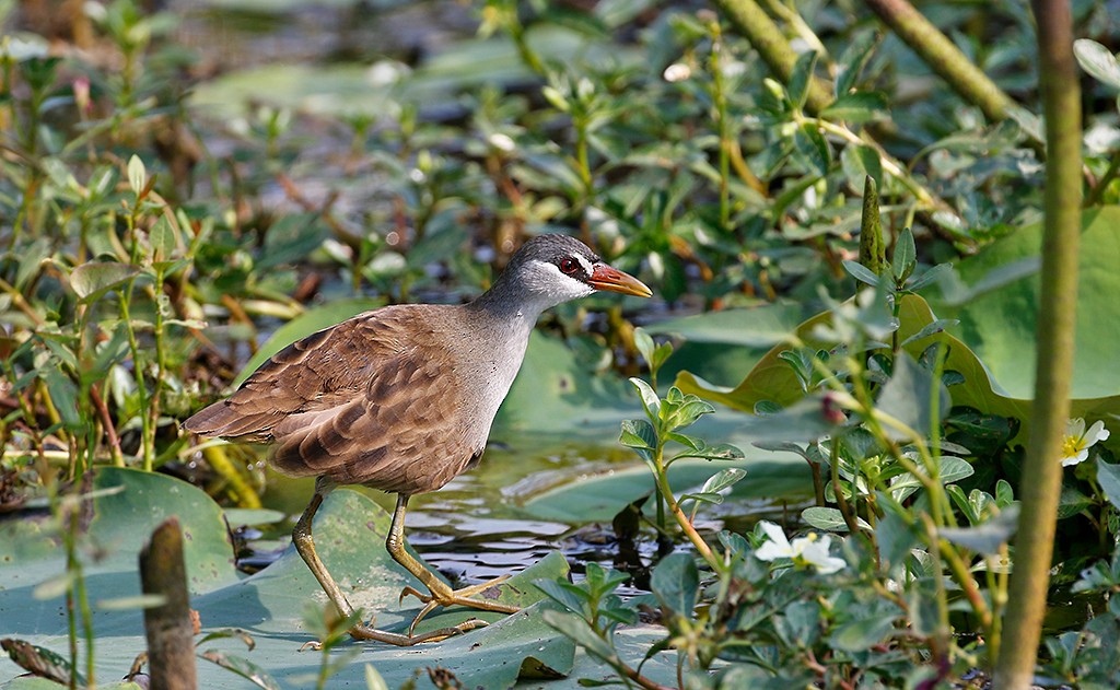White-browed Crake - ML259412231
