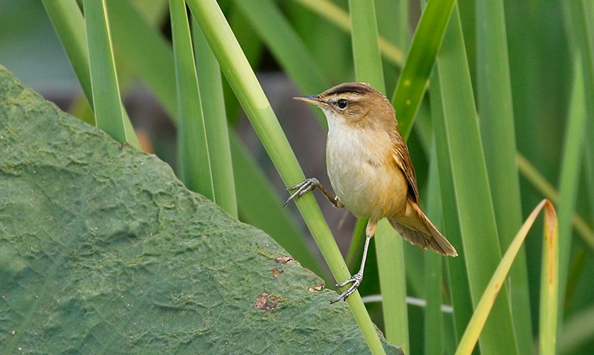 Black-browed Reed Warbler - ML259412251