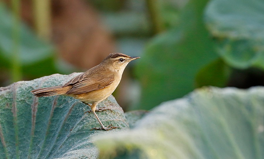 Black-browed Reed Warbler - ML259412261