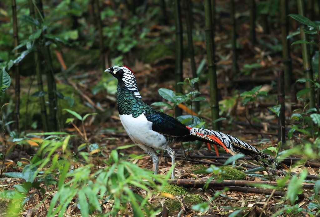 Lady Amherst's Pheasant - ML259413781