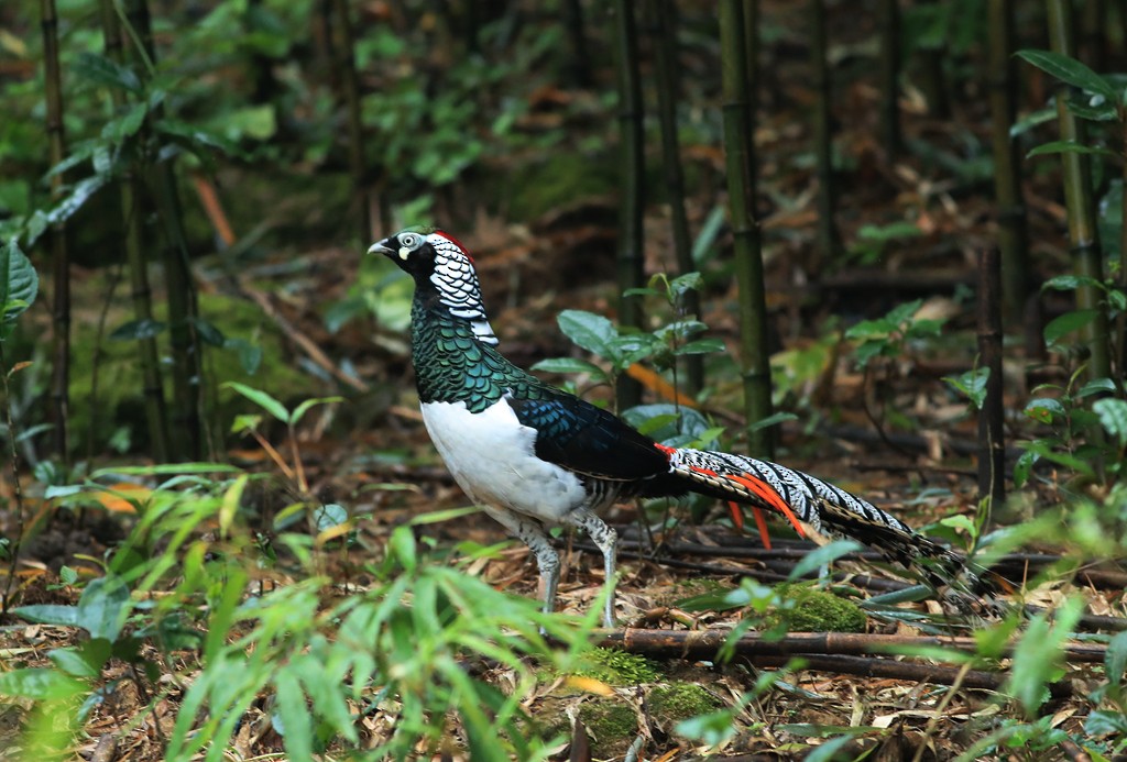 Lady Amherst's Pheasant - ML259413781