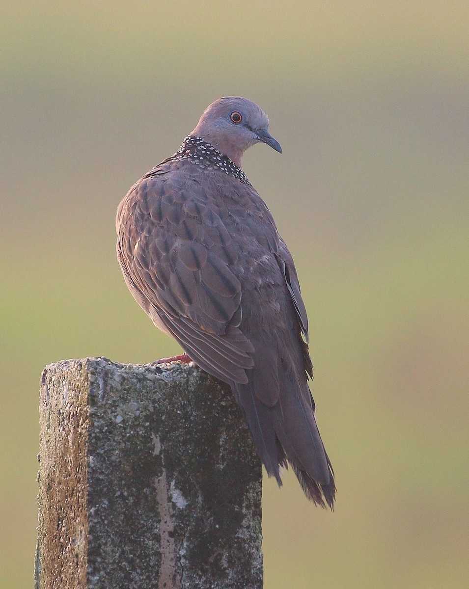 Spotted Dove - Neoh Hor Kee