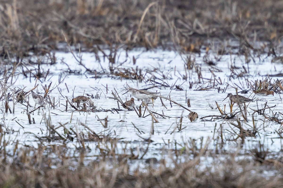 Spotted Redshank - Anonymous