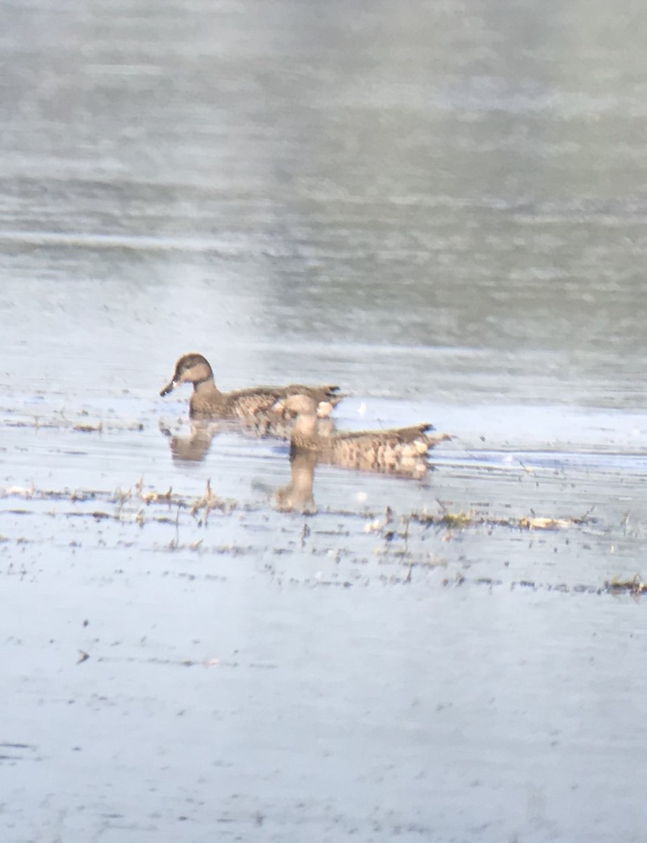 Green-winged Teal - Paul Wieczoreck