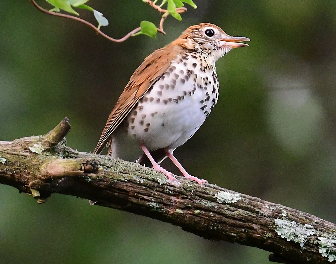 Wood Thrush - ML259418051