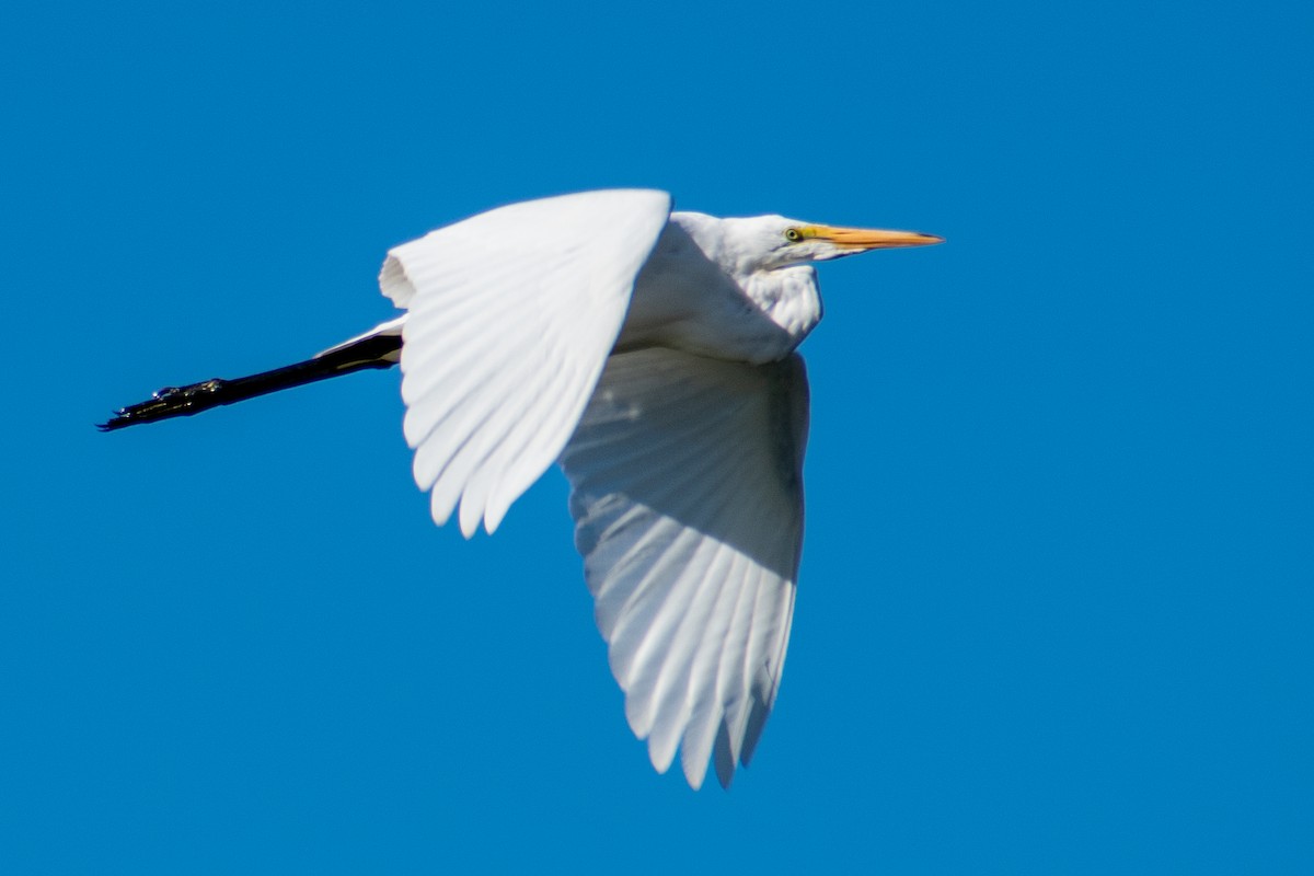 Great Egret - ML259418801