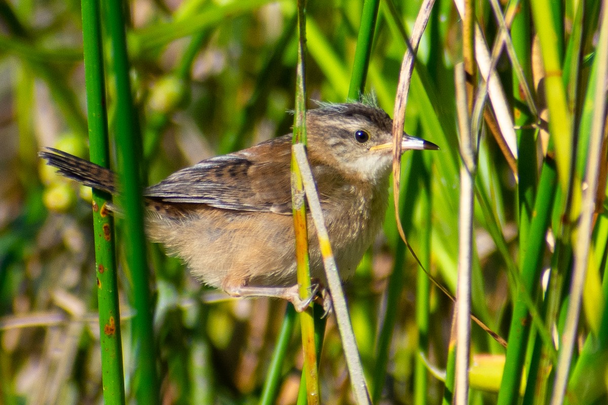 Marsh Wren - ML259418951