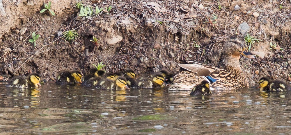 Mallard - Caroline Lambert