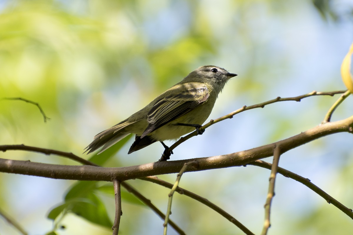 Planalto Tyrannulet - ML25942131