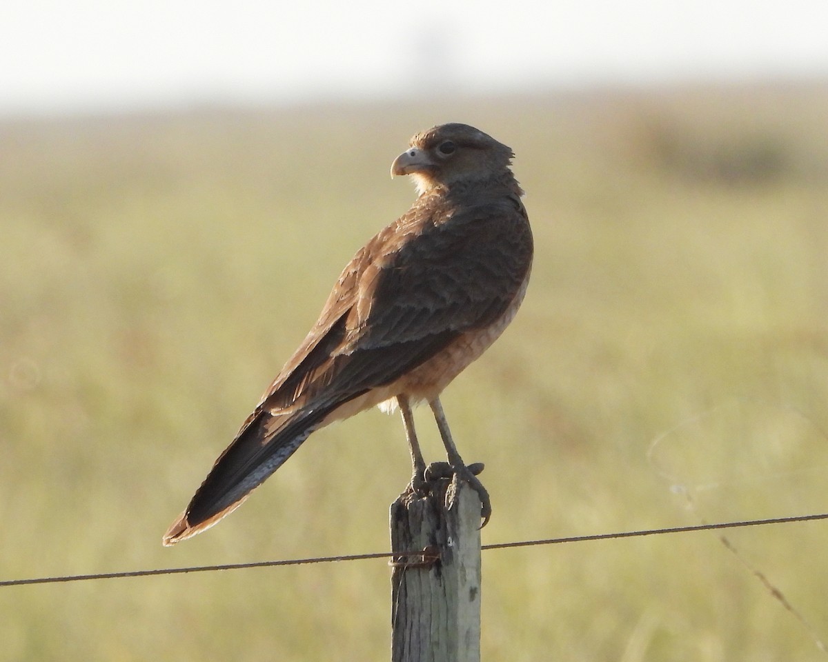 Chimango Caracara - ML259423011