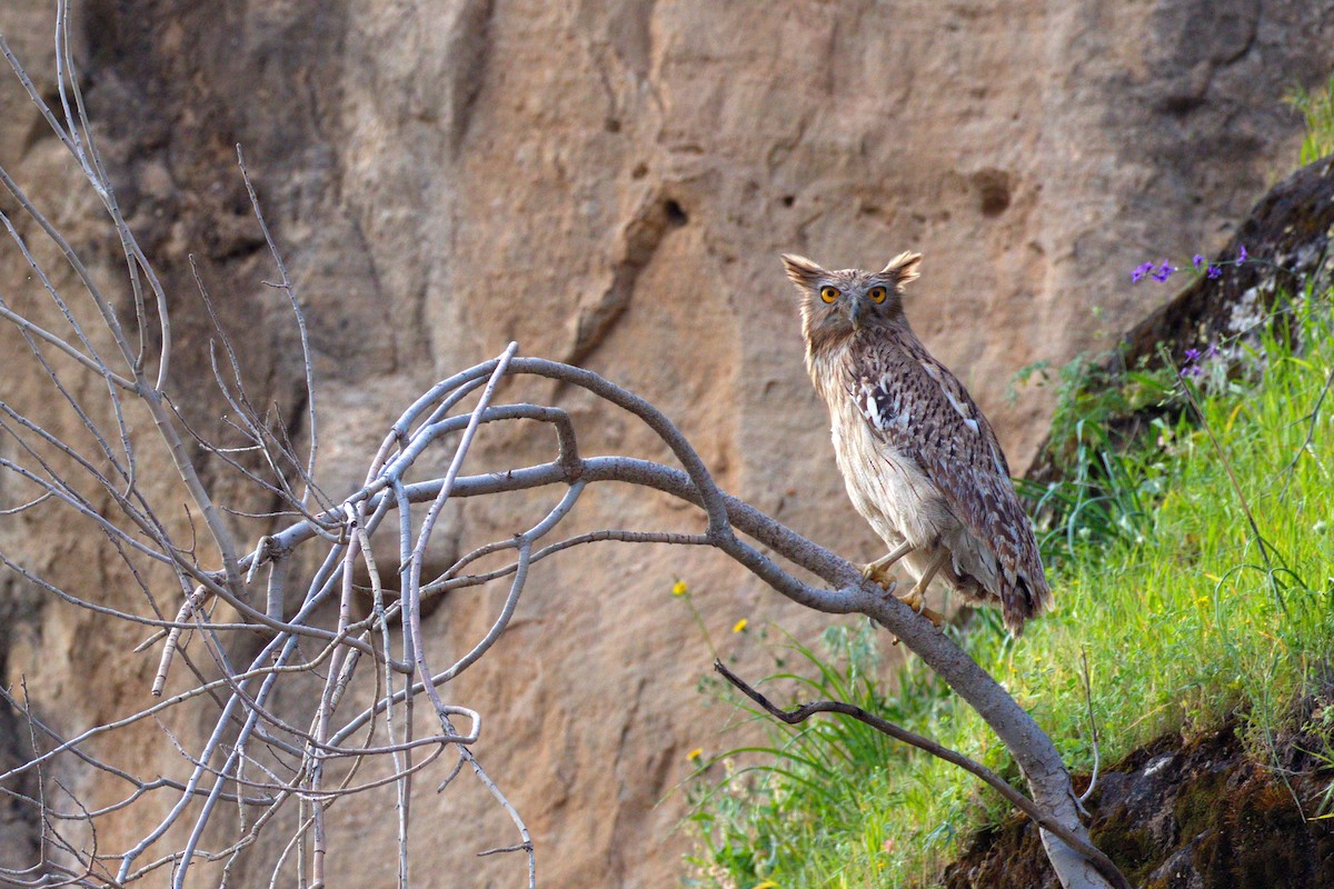 Brown Fish-Owl - Atefeh Moosavian