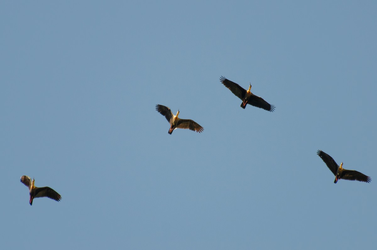 Buff-necked Ibis - ML259424791