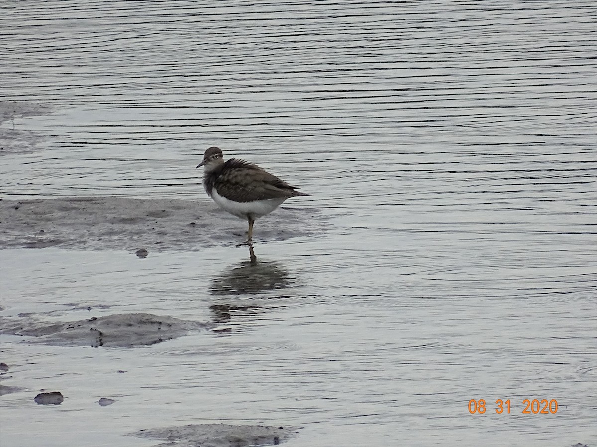 Spotted Sandpiper - ML259425231