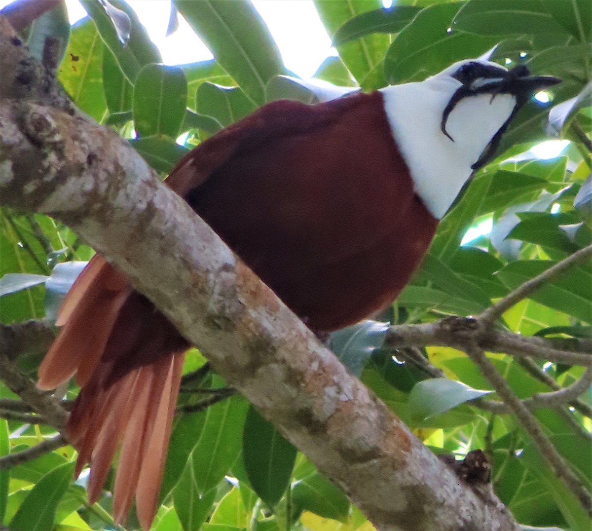 Three-wattled Bellbird - ML259425261