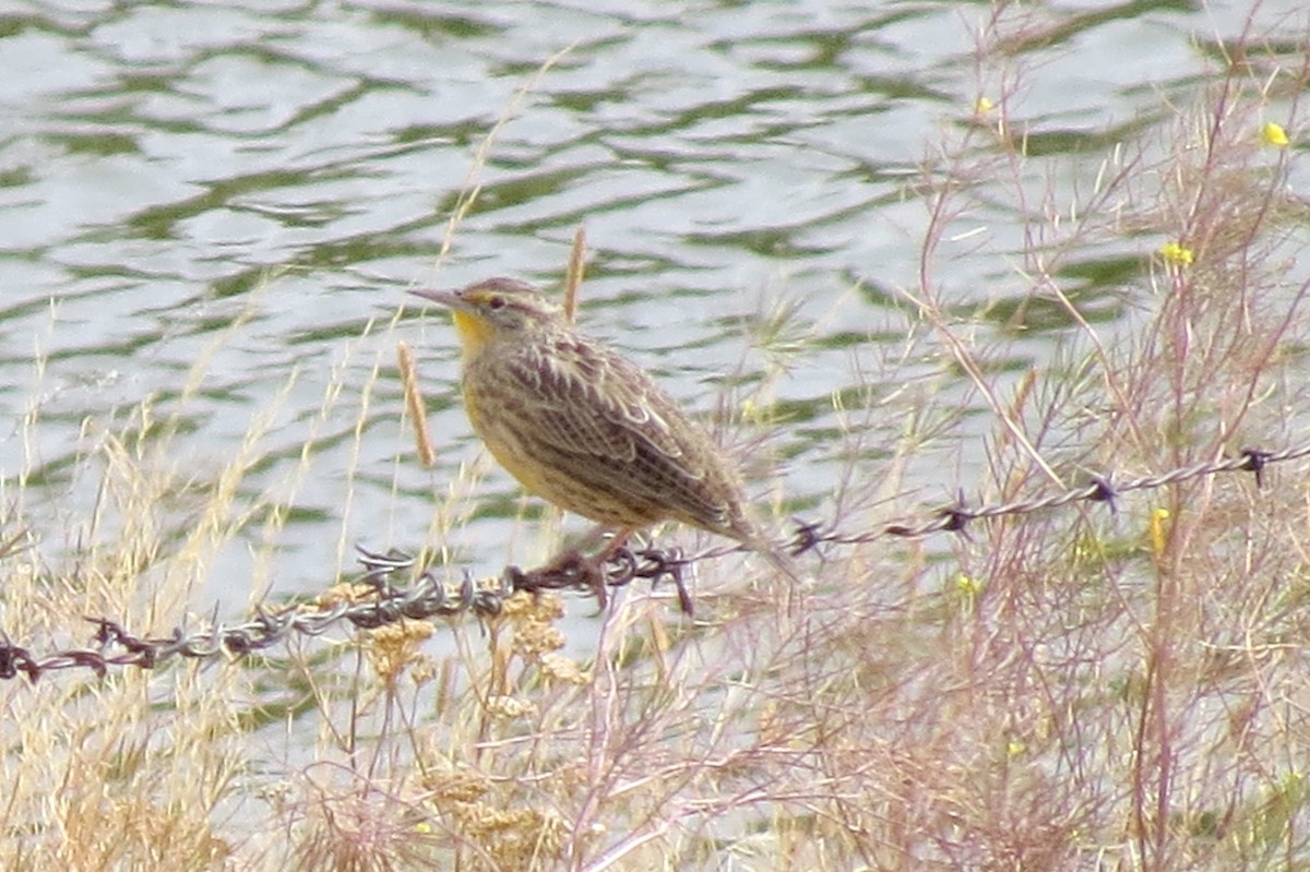 Western Meadowlark - ML259425411