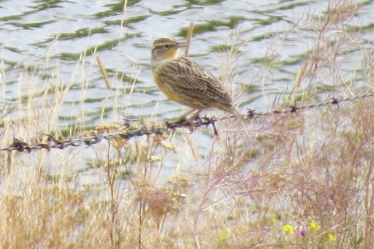 Western Meadowlark - ML259425421