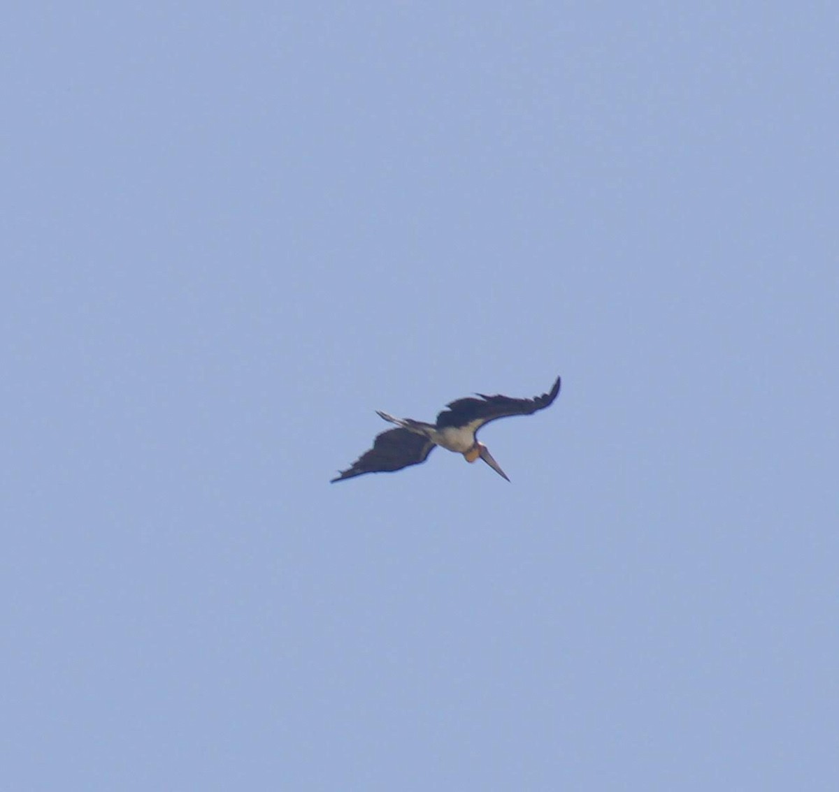 Lesser Adjutant - ML259425931