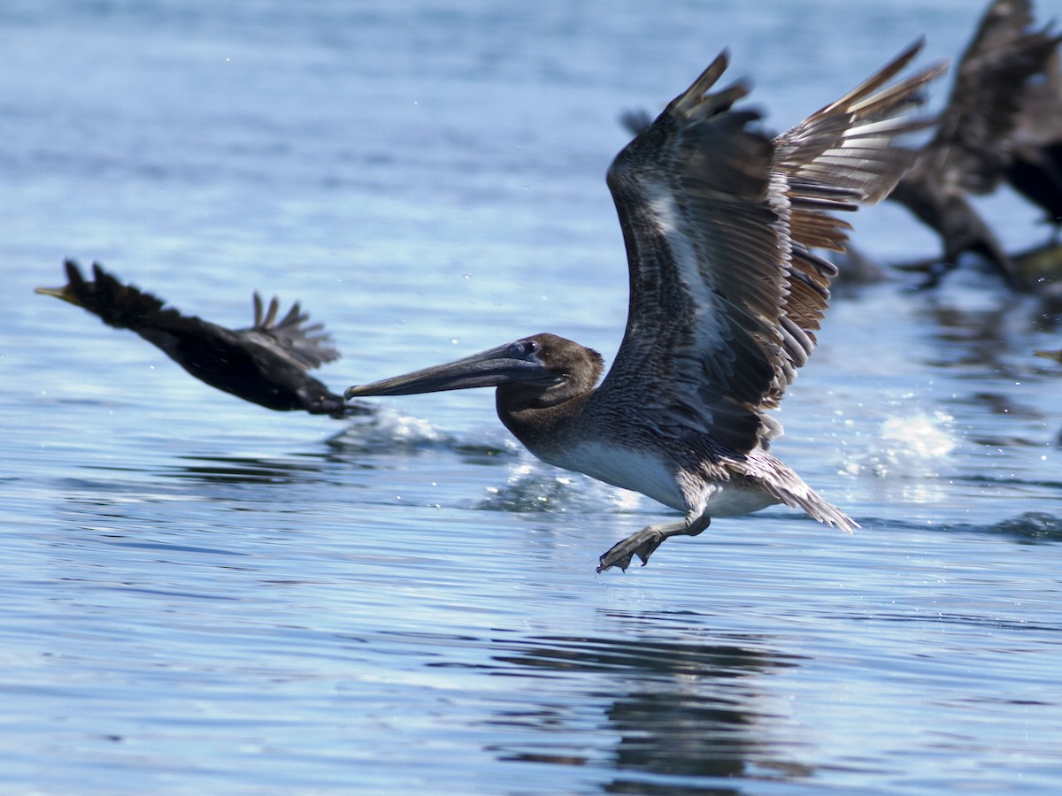 Brown Pelican - Glenn Seeholzer